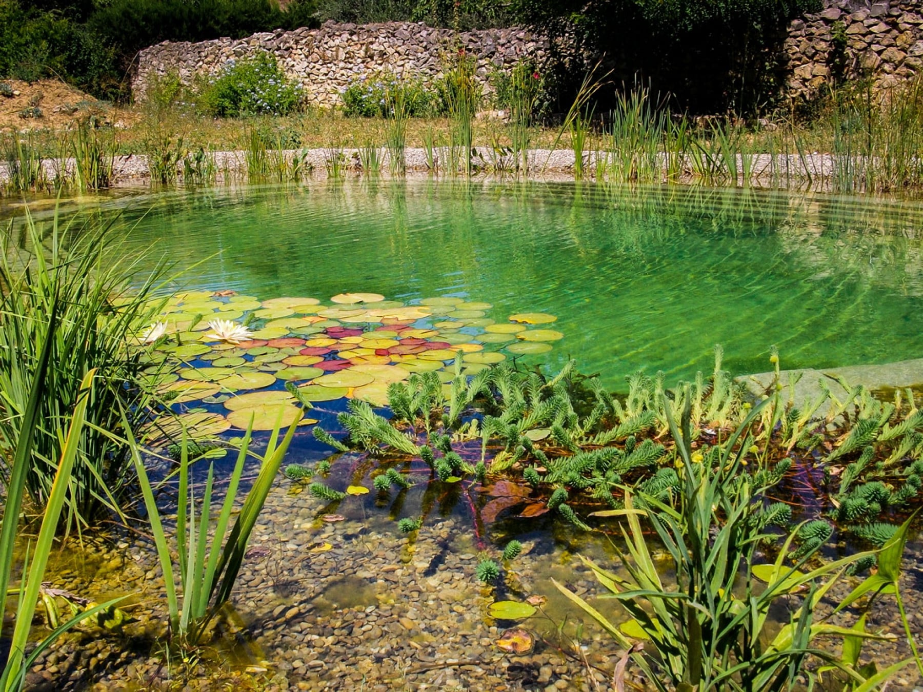 piscine avec procédé naturel de l'eau Aix en Provence, Marseille, Bouches-du-Rhône, 13