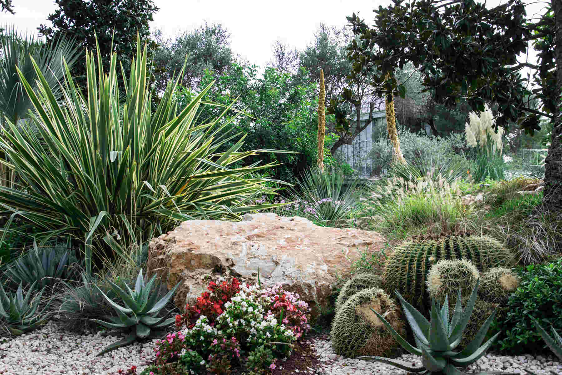 Le jardin exotique avec des plantes placées à distance les unes des autres