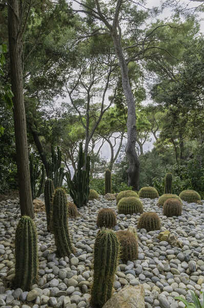 un ensemble de cactus entourés de pierres dans un jardin sec