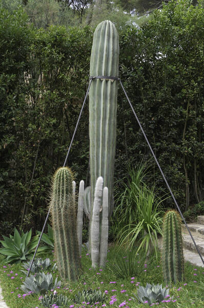 Cactus dans un jardin sec méditerranéen