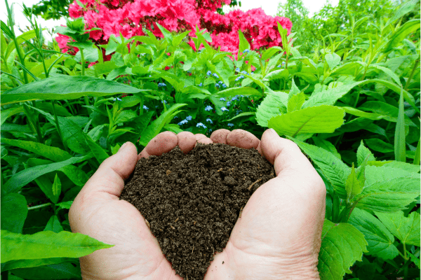 Fertilisez fin d'été votre sol avec du compost