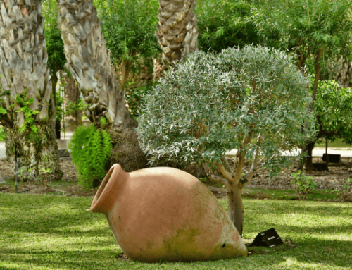 Comment rénover un jardin Méditerranéen ?