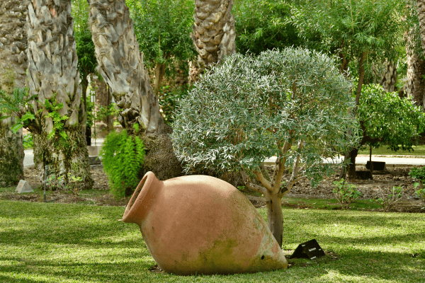 Nos conseils pour rénover vote jardin Méditerranéen