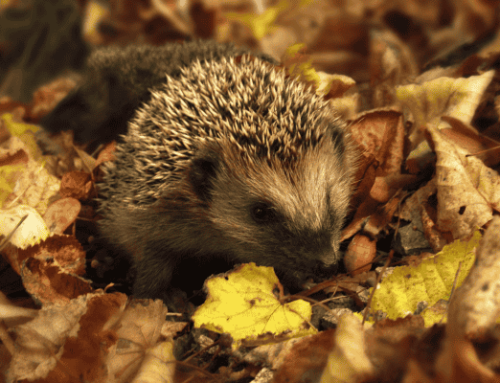 Comment entretenir son jardin en automne en Provence ?