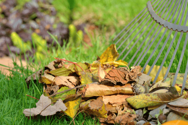 Ramassez vos feuilles mortes et valorisez les en paillis