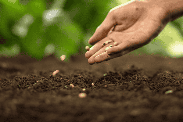 Prenez le temps pour semez dans votre potager