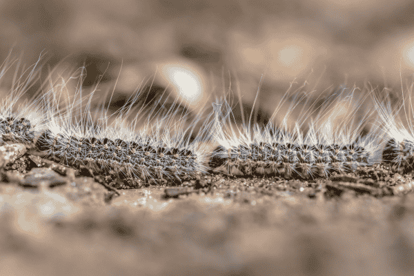 chenilles-processionnaires-procession-mars Chenille processionnaire du pin en procession au sol en mars - poils urticants visibles - danger jardin