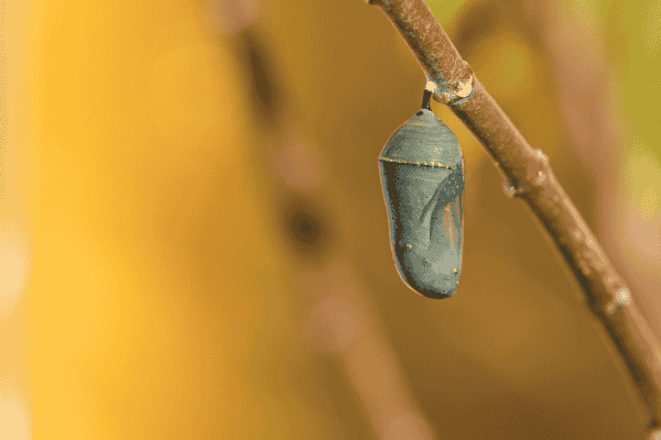 chrysalide-chenille-processionnaire-transformation-papillon Chrysalide de chenille processionnaire du pin - transformation en papillon sous terre - cycle de vie