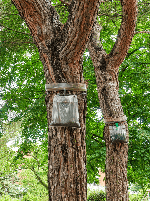 eco-piege-chenille-procesionnaire