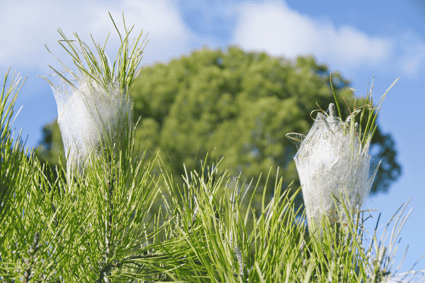 nids-chenilles-processionnaires-pin-Provence Nids de chenilles processionnaires dans un pin