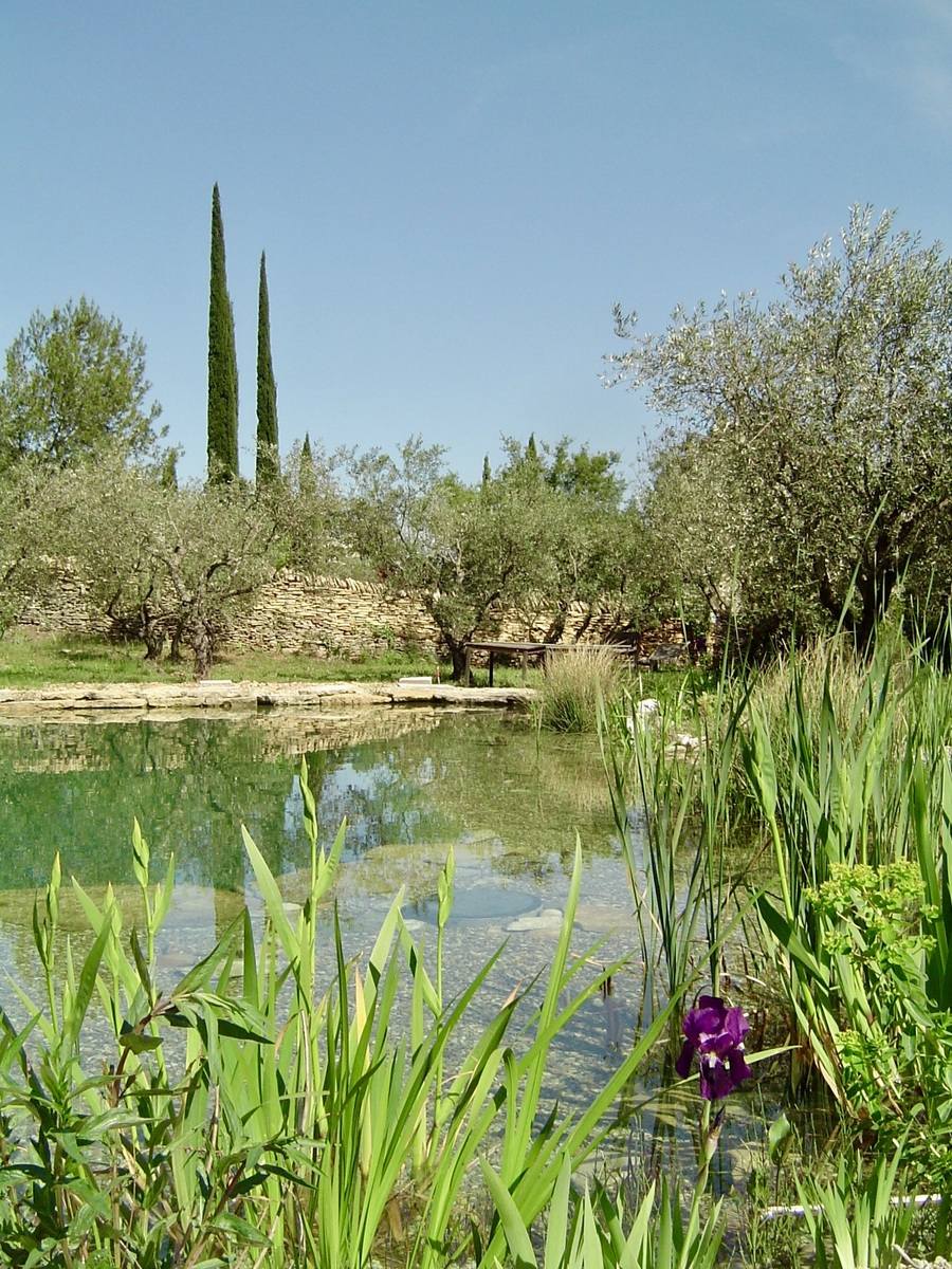 notre-réalisation-piscine-naturelle Piscine naturelle qui s'harmonise avec le jardin
