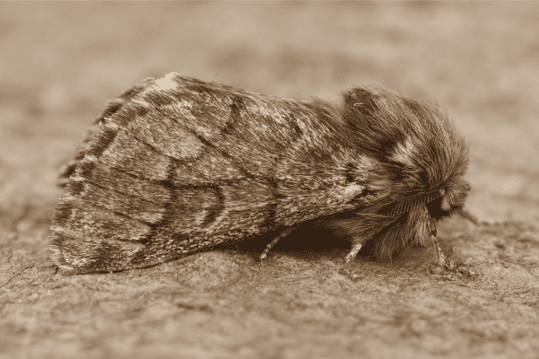 papillon-nuit-chenille-processionnaire Papillon adulte de la chenille processionnaire du pin (Thaumetopoea pityocampa) - stade final du cycle de vie