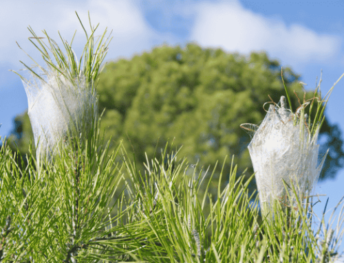 Traitement contre les chenilles processionnaires – Aix en Provence