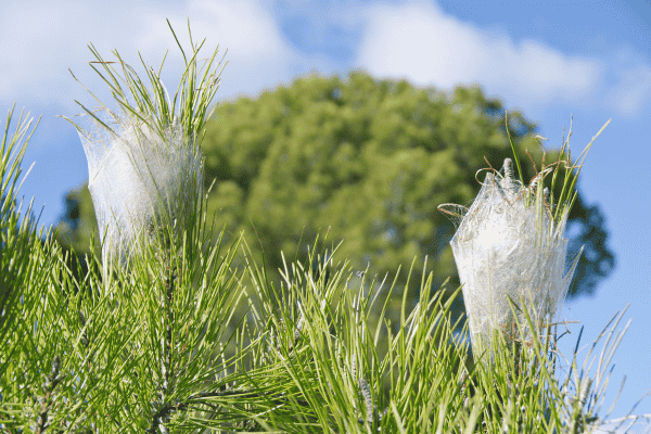 Intervention Bouches-du-Rhone contre les chenilles processionnaires