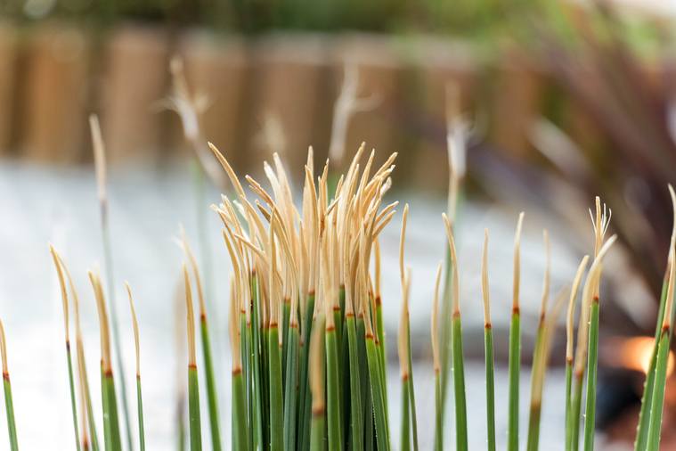 vegetaux-aquatique-piscine-naturelle Type de végétaux aquatique à intégrer dans sa piscine naturelle
