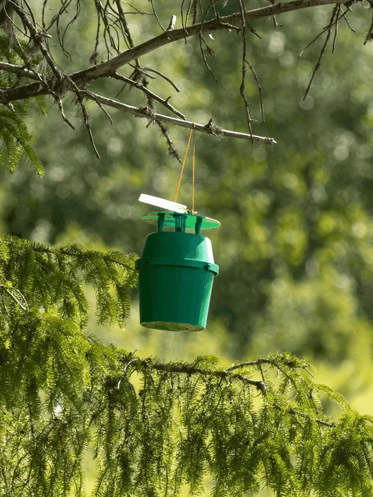 piege-pheromone-chenille-processionaire Piège phéromone, pour capturer papillon Thaumetopoae