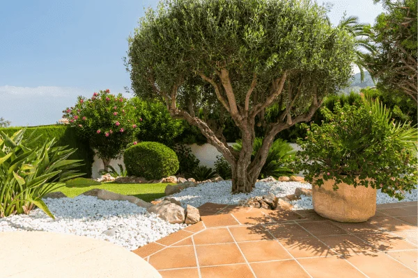 Jardin méditerranéen aménagé avec un olivier, graviers blancs, terrasse de couleur terre cuite et plantations soignées