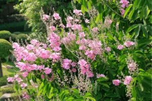 vivace-florifere-lagerstroemia Arbuste fleuri aux fleurs roses dans un jardin verdoyant