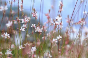 vivaces-florifères-gaura Petites fleurs blanches sur de fines tiges dans une prairie naturelle
